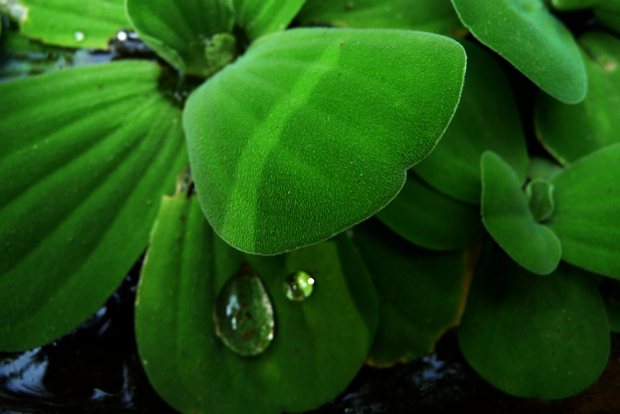 Wassertropfen auf einem Lotusblatt