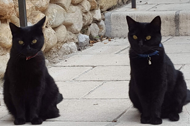 Bild von zwei Katzen, die beinahe identisch aussehen